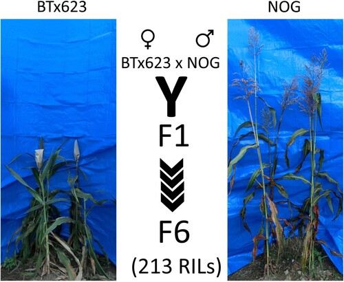 Figure 4. Scheme of RILs used for QTL detection. Parental sorghum plants of NOG (male) and BTx623 (female) were crossed to produce F1 plants. The F1 generation and recurrent self-pollination were used to get F6 (for RAD-sequence and mapping population) and higher generation seeds to establish 213 RILs for this field study. The actual number of RILs in each year varied, as shown in text, because of lines that did not establish in some years.