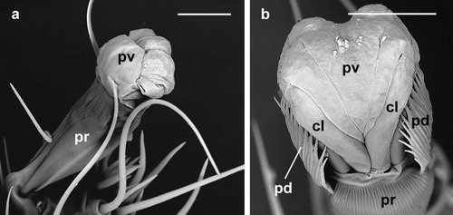 Figure 2. Dermanyssus gallinae: detail of the ambulacra with the pulvilli completely inflated; (a) male: ambulacrum of the first leg, ventro-lateral view (note that pulvillus and claws are well developed while the paradactyli are absent in the first leg); (b) nymph: ambulacrum of the third leg, dorsal view. In both (a) and (b) the pulvilli are completely inflated and lobate in shape; in this state these structures contact the substratum while the claws do not. Abbreviations: cl: claw; pd: paradactylus; pr: praetarsus; pv: pulvillus. Scale bars: 20 µm (a); 10 µm (b).