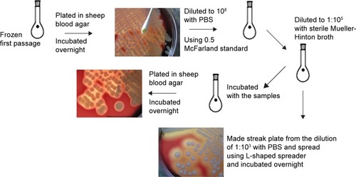 Figure 1 Schematic of the bacteria study (Staphylococcus aureus, ATCC 29213).Notes: Bacteria colonies were counted, and the mean was calculated before incubation with PCL–maghemite, PCL–hematite, PCL–CIP–maghemite, PCL–CIP–hematite, or control (bacteria in broth). Bacteria (1:105 cfu) in the broth were cultured with particles for up to 5 days. At days 1, 2, and 5, bacteria were plated in sheep blood agar plates and incubated overnight, and the colonies were counted.Abbreviations: PCL, polycaprolactone; CIP, ciprofloxacin; PBS, phosphate-buffered saline.