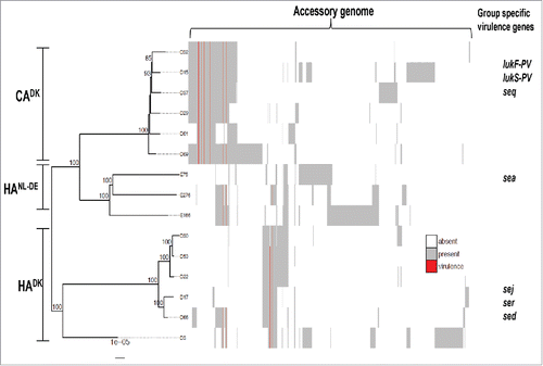 Figure 1. Phylogenetic tree and accessory genomes of all 15 investigated CADK, HADK and HANL-DE isolates. The tree is midpoint rooted and bootstrap support >70% is indicated on the branches. The heatmap to the right of the phylogenetic tree illustrates the accessory genome. The columns of the heatmap are hierarchically clustered based on the presence/absence of genes. Known virulence genes are indicated in red. Examples of virulence genes that are exclusively present in one of the 3 groups are indicated as group-specific virulence genes.