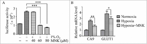 Figure 1. MNK inhibits HIF-1α activity. (A). PC3 cells stably transfected with pGL4.27-HRE-LUC were pretreated with different concentrations of MNK under hypoxia (1% O2) for 5 h, the luciferase activity was examined. (B). Q-PCR analysis of indicated HIF-1α target genes in LNCaP cells treated with 60 μM MNK under hypoxia for 5 h. Columns represent fold changes. Error bars indicate mean ± SD. ∗, P < 0.05; ∗∗∗, P < 0.001.