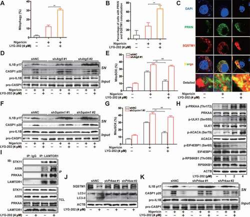 Figure 9. LYG-202 initiated mitophagy by activating AMPK to inhibit the NLRP3 inflammasome. (A) FACS analysis LPS-primed J774A.1 cells expressing mito-Keima treated with 4 μM of LYG-202, followed by stimulation with nigericin. (B and C) Quantification of cells (B) with SQSTM1 aggregation on mitochondria and Intracellular distribution (C) of SQSTM1 and mitochondria (TOMM20) in LPS-primed J774A.1 cells treated with 4 μM of LYG-202, followed by stimulation with nigericin, examined by confocal microscopy. Scale bars: 10 µm. (D) Immunoblot analysis of IL1B and CASP1 in supernatants (SN) and extracts (Input) of LPS-primed J774A.1 cells stably expressing Atg5 shRNA, which treated with 4 μM of LYG-202, followed by stimulation with nigericin. (E) Quantification of MitoSOX staining in LPS-primed J774A.1 cells stably expressing Atg5 shRNA, which treated with 4 μM of LYG-202, followed by stimulation with nigericin. (F) Immunoblot analysis of IL1B and CASP1 in supernatants (SN) and extracts (Input) of LPS-primed J774A.1 cells stably expressing Sqstm1 shRNA, which treated with 4 μM of LYG-202, followed by stimulation with nigericin. (G) Quantification of MitoSOX staining in LPS-primed J774A.1 cells stably expressing Sqstm1 shRNA, which treated with 4 μM of LYG-202, followed by stimulation with nigericin. (H) Immunoblot analysis of p-PRKAA/AMPKα (Thr172), PRKAA/AMPKα, p-ULK1 (Ser555), ULK1, p-ACACA/ACC (Ser79), ACACA/ACC, p-EIF4EBP1 (Ser65), EIF4EBP1, p-RPS6KB1/S6K1 (Thr389) and RPS6KB1/S6K1 in J774A.1 cells treated with 1, 2, 4 μM of LYG-202. (I) Immunoblot analysis of STK11/LKB1, AXIN, PRKAA/AMPKα and LAMTOR1 in LAMTOR1 immunoprecipitates and total cell lysate (TCL) of J774A.1 cells treated with 4 μM of LYG-202. (J) Immunoblot analysis of SQSTM1 and LC3 (right) in J774A.1 cells stably expressing Prkaa shRNA, which treated with 4 μM of LYG-202. (K) Immunoblot analysis of IL1B and CASP1 in supernatants (SN) and extracts (Input) of LPS-primed J774A.1 cells stably expressing Prkaa shRNA, which treated with 4 μM of LYG-202, stimulated with nigericin. Data are presented as mean ± SD (n = 3). **P < 0.01.