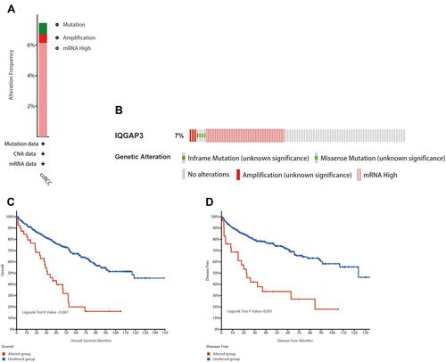 Figure 4 Genetic mutation analyses of IQGAP3 in clear cell renal cell carcinoma (ccRCC) (cBioPortal database). (A) IQGAP3 are altered in 40/537 (7.45%) of 537 cases; (B) The OncoPrint visual summary of alteration on a query of IQGAP3; (C and D) The Kaplan–Meier curves between IQGAP3 altered group and unaltered group.