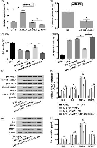 Figure 3. Chondroprotective effects of MIAT silence through up-regulating miR-132. (A) Relative expression of miR-132 in ATDC5 cells was measured using qRT-PCR, after transfection with sh-MIAT, pc-MIAT or negative controls (sh-NC and pcDNA3.1). (B) Relative expression of miR-132 was measured using qRT-PCR, after transfection with miR-132 inhibitor or NC. The transfected cells were then subjected to 6 μg/mL LPS, after which (C) cell viability, (D) apoptotic cell rate, (E) expression of proteins associated with apoptosis, (F) mRNA and (G) protein levels of pro-inflammatory cytokines, as well as (H) the release of the cytokines were measured using CCK-8 assay, flow cytometry, western blot, qRT-PCR and ELISA (n = 3). *p < .05 (ANOVA combined with Duncan post-hoc test or Student t-test).