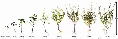 Figure 1. The germination, growth, flowering, and yield of different growth stages of Tartary buckwheat.