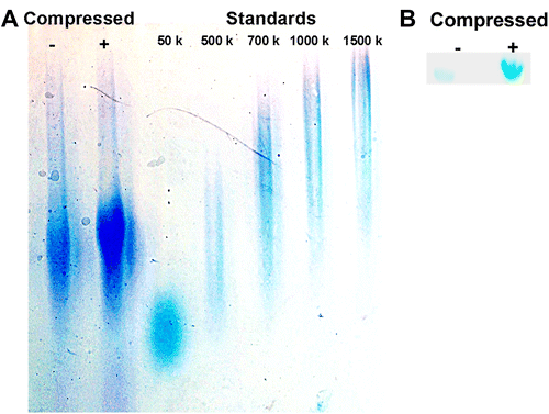 Fig. 3. Effect of compression on hyaluronic acid in the culture supernatant of cell-containing collagen gels.Notes: Collagen gels containing 1.0 × 106 cells/gel were subjected to cyclic mechanical compression (40 kPa and 1 Hz for 6 h) by the FX-4000CTM Flexcercell® Compression PlusTM System (Flexcell International, Hillsborough, NC). After 42-h incubation, the hyaluronic acid in the culture medium was extracted. Hyaluronic acid markers were loaded as standards. The gels were stained with Stains-All and analyzed by image analysis software. (A) The molecular weight of hyaluronic acid in the culture medium was determined by agarose gel electrophoresis. The molecular weight of the hyaluronic acid in the culture supernatant was higher in the mechanically compressed group than in the noncompressed control. (B) Hyaluronic acid levels were analyzed by cellulose acetate membrane electrophoresis. The total level of hyaluronic acid in the supernatant was higher in the compressed group than in the noncompressed control group.