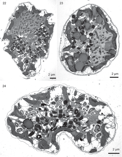 Figs 22–24. Borghiella pascheri, TEM. Fig. 22. Longitudinal section through the cell showing the main organelles, the cingulum (c), sulcus (s), nucleus (N) in the epicone, profiles of chloroplasts (chl) in the periphery of the cell, and the centrally located pigment bodies (p). Fig. 23. Transverse section though the epicone. The cell is somewhat flattened dorsoventrally; the nucleus (N) is located on the right side of the figure along the dorsal side of the cell. Several relatively large lipid bodies (l) are present in the area between the chloroplasts (chl) and the nucleus. Fig. 24. Transverse section through the hypocone, which is strongly flattened dorsoventrally. The section illustrates the sulcus (s), with the eyespot (e, barely visible at this magnification), the central group of pigment bodies (p), starch grains (st) and chloroplasts (chl) in the outer part of the cell.