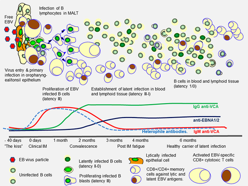 Figure 2 EBV infection and immunity in IM.
