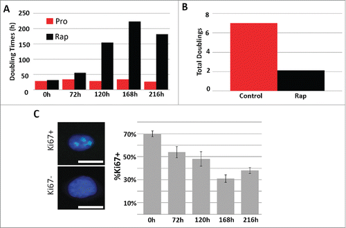 Figure 1. Rapamycin decreases the rate of fibroblast proliferation. 2DD fibroblasts were grown under normal culture conditions or in the presence of 500 nM rapamycin. Cell numbers were monitored and the population doubling times (Y axis) calculated over 0h, 72h, 120h, 168h, and 216h (X axis) (red bars represent proliferative fibroblasts and black bars represent rapamycin-treated fibroblasts for both panels). The total number of population doublings (Y axis) were plotted for control (red) and rapamycin-treated cultures (black). Data represent single biological replicates and repeated 2 additional times (data not shown) demonstrating parallel trends. Ki67 was immuno-labeled in cells cultured in rapamycin for 0h, 72h, 120h, 168h and 216h (C). Ki67 positive (Ki67+) and Ki67 negative (Ki67-) cells are shown on the left side of the panel. Ki67 was false colored green. Chromatin was counterstained with H33342 (blue). The percentage of Ki67 positive (%Ki67+, Y axis) cells calculated for each time point are shown (X axis). Error bars represent the SEM of the percent cells from individual counts. Scale bar = 10 μm.