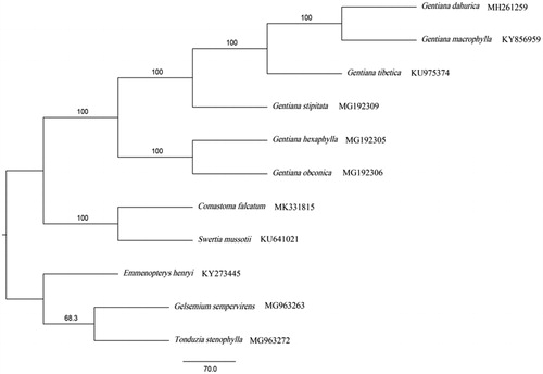 Figure 1. Maximum parsimony phylogenetic tree of C. falcatum and other 10 species with Emmenopterys henryi, Gelsemium sempervirens, and Tonduzia stenophylla as outgroups from the Gentianales. This tree is based on complete chloroplast genome sequences. Bootstrap support values are displayed on each node.