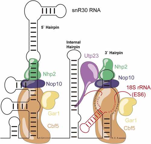 Figure 1. Schematic structure of the snR30 RNP. This representation displays the secondary structure of snR30 comprised of the 5ʹ, internal and 3ʹ hairpins as well as the associated H/ACA proteins (Cbf5 – orange, Nop10 - blue, Gar1 – yellow, and Nhp2 - green). The snR30 RNP also interacts with the ribosome assembly factor Utp23 (purple). The m1 and m2 motifs in the 3ʹ-hairpin base-pair with expansion segment 6 (ES6) of 18S rRNA (rm1 and rm2 motifs, red). Nucleotide sequences for the H and ACA boxes as well as the m1, m2 (snR30) and rm1, and rm2 (18S rRNA) sequences are displayed.