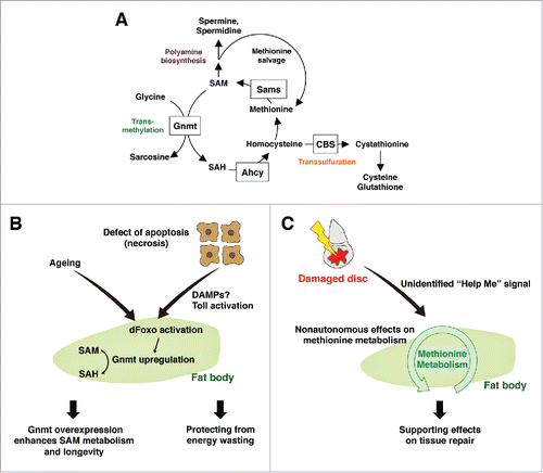 Figure 2. Systemic damage responses of the fat body methionine metabolism (A) Methionine metabolism in Drosophila. Methionine is converted to SAM by Sams. SAM provides a methyl group for various methyltransferases including Gnmt, and becomes SAH. SAH is further metabolized into homocysteine, which is either regenerated into methionine, or converted into cystathionine through the transsulfuration pathway. SAM also provides an aminopropyl group to synthesize polyamines, such as spermidine and spermine. SAM: S-adenosylmethionine, Sams: SAM synthase, Gnmt: glycine n-methyltransferase, SAH: S-adenosylhomocysteine, CBS: cystathionine β synthase, Ahcy: adenosylhomocysteinases. (B) Enhancement of SAM metabolism in the fat body affects energy wasting and aging. Defects in apoptosis cause necrosis that triggers a systemic immune response including Toll activation in the fat body. dFoxO is activated concomitantly, and induces Gnmt that converts SAM into SAH, possibly functioning as an adaptive response against energy wasting. As aging proceeds, Gnmt is upregulated in the fat body however SAM level is also increased. Enhancing the dFoxO-Gnmt axis rescues age-dependent SAM accumulation and extends the lifespan. (C) Fat body methionine metabolism remotely regulates local tissue repair. Local disc injury non-autonomously affects methionine metabolism in the fat body via an unidentified “Help Me” signal. In turn, appropriate regulation of methionine metabolism in the fat body is required for sufficient tissue repair in damaged discs.