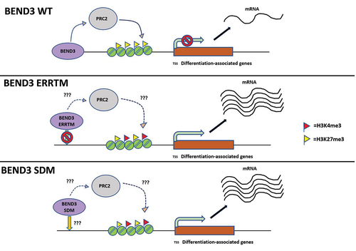 Figure 4. Schematic model of BEND3-mediated transcription repression. Note that BEND3-ERR mutant (loss of DNA binding) and BEND3-SDM mutant have lost the repressive ability. “?” Denotes questions that remain to be answered.