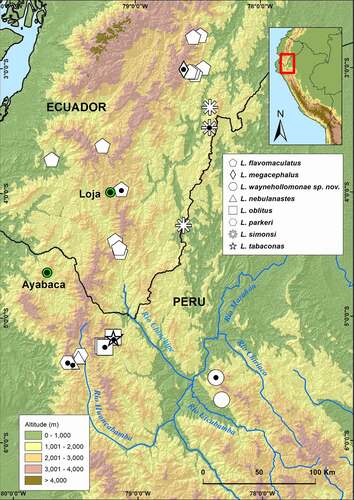 Figure 4. Distribution of species of the genus Lynchius in Ecuador and Peru. Green circles with black center are major cities for reference