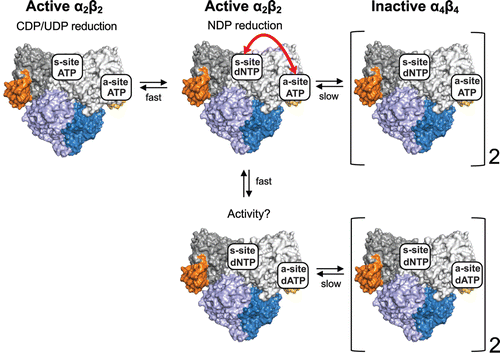 Figure 7.  The s-site has a key role in overall activity regulation of the E. coli RNR. If the s-site is occupied by a dNTP, a cross-talk signal between the nucleotides in the two allosteric sites (double-sided arrow) leads to the formation of an inhibited α4β4 complex. At low dNTP concentrations, ATP is able to compete for the s-site and the enzyme rapidly equilibrates between the two top left forms in the figure. At higher dNTP concentrations, the concentration of the form shown in the top middle is high enough to promote formation of the inactive α4β4 complex (Rofougaran et al., Citation2008). The lower part of the picture shows that the inhibited form is also formed with dATP in the a-site. However, in this case it is not known whether the intermediate α2β2 form is active and if a cross-talk signal between the two sites is required for inhibition. Theoretically, a form with dATP in the a-site and ATP in the s-site is also conceivable, but is excluded from the scheme since it is uncertain if ATP ever can compete significantly with binding to the s-site when the dATP concentration is high enough to bind to both sites.