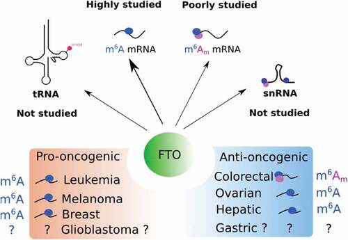 Figure 3. Function of FTO in cancers. The top panel illustrates the targets of FTO that have been studied or not in cancer. The bottom panel shows the pro- and anti-oncogenic function of FTO with associated targets.