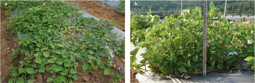 Figure 1. Phenotype of Desmodium styracifolium. On the left was WT and on the right was ‘GuangYaoda1’.