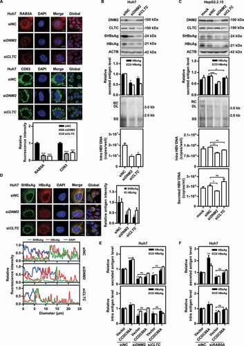 Figure 3. DNM2 or CLTC silencing inhibits HBV replication by blocking endosome formation. (A) Huh7 cells were transfected with siDNM2 or siCLTC and harvested after 48 h. The expression of RAB5A and CD63 was assessed. Scale bar: 10 μm. The fluorescence intensity of RAB5A and CD63 were analyzed using ImageJ software. The results presented in the graphs were calculated from at least 5 cells. (B) Huh7 cells transiently transfected with pSM2 or (C) HepG2.2.15 cells were transfected with siDNM2 or siCLTC, and harvested after 72 h. The expression of DNM2, CLTC, SHBsAg, and HBcAg, the levels of HBsAg and HBeAg in the supernatants, the encapsidated HBV RIs, the levels of intracellular HBV DNA and that in the supernatants, and the HBV RNA levels were measured. (D) Huh7 cells were cotransfected with siDNM2 or siCLTC and pSM2, and harvested after 72 h. The distribution of SHBsAg and HBcAg was assessed. Scale bar: 10 μm. The fluorescence intensity of SHBsAg and HBcAg were analyzed using ImageJ software. The intracellular distribution of SHBsAg and HBcAg was analyzed by determining their intensity profiles along the white arrows using ImageJ software. The results presented in the graphs were calculated from at least 5 cells. (E and F) Huh7 cells transiently transfected with pSM2 were cotransfected with siDNM2 or siCLTC, and the CCDC88A expression plasmid or empty vector (E), or siRAB5A and the CCDC88A expression plasmid or empty vector (F), harvested after 72 h. The levels of HBsAg and HBeAg in the supernatants and that in the intracellular were quantified. *p < 0.05; **p < 0.01; ***p < 0.001; ns, not significant.