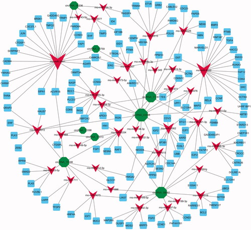Figure 3. The circRNA–miRNA–mRNA interaction networks. DE circRNAs (green node), their targeted miRNAs (red node) and genes (blue node, involved in cell proliferation) were predicted based on sequence-pairing prediction. The column size was depended on “Number of Directed Edges”.