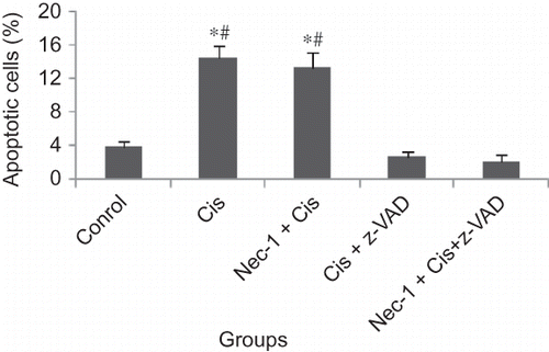 Figure 2. Protective effects of inhibitors [necrostatin-1 (Nec-1) and benzyloxy-carbonyl-Val-Ala-Asp-fluoromethyl ketone (z-VAD-fmk)] on apoptosis induced by cisplatin in human proximal tubule cells (HK-2).Note: *p < 0.05, Cis group and Nec-1 + Cis group versus Control group, #p < 0.05, Cis group and Nec-1 + Cis group versus Nec-1 + Cis + z-VAD group.