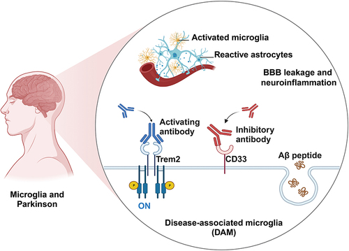 Figure 4 Microglia will engulf abnormal neurons and alpha-syn aggregates, whereas over-activation will become a DAM state, causing neuroinflammation and eventually leading to PD. This also reflects the dual role of microglia. The flowchart was created using Biorender.com.