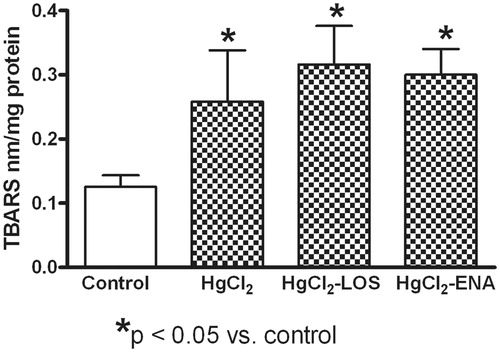 Figure 3. Effects of Losartan or Enalapril on renal thiobarbituric reactive substance (TBARS) production during HgCl2-induced nephropathy. Increased renal levels of TBARS were found in all HgCl2-treated rats relative to in Group VI (untreated, saline gavaged) control rat tissues. Losartan and Enalapril were not capable of reducing the increase in peroxidation. *Value significantly different from Group VI control rats (p < 0.05). Values from rats that received only Losartan- or Enalapril-only were not significantly different from the Group VI rats and so are not presented. Values shown are mean ± SD (n = 10/group). Data analysis was performed using a non-parametric ANOVA (Kruskal-Wallis Test) and a Dunn’s multiple comparisons test.