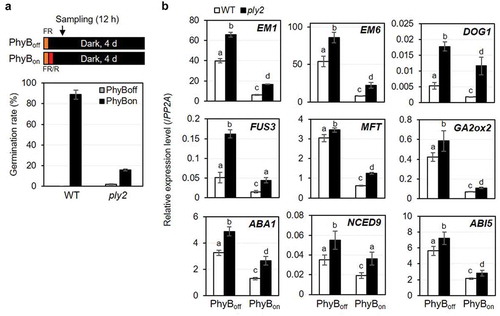 Figure 1. KAI2 signaling regulates light-dependent germination.(a) Germination assay of wild type (WT) and ply2 mutant under PhyB-dependent condition as depicted in the diagrams. After sterilization, wild type (WT, Col-0) and the mutant seeds were placed in aqueous media. After irradiation with far-red light (1.33 μW cm−2) for 15 min, and then without (PhyBoff) or with subsequent red light (5.72 μW cm−2) for 10 min (PhyBon), the plates were incubated in darkness. After 4 days, the germination rate was determined based on seedling establishment. Average of germination rate was derived from experimental triplicates with at least 100–200 seeds per plate, respectively. Error bars represent SDs. (b) Gene expression analysis. Total RNA was extracted from 12 h imbibed seeds that were treated as in (A) and subjected to quantitative real-time RT-PCR analysis. PP2A was used as an internal control. Values in the graph represent means ± SDs of the relative expression level of the denoted gene, normalized to that of PP2A (n = 3). Different letters indicate significant differences at P< 0.01, analyzed by one-way ANOVA with a post hoc Tukey HSD test. Part of data for the PhyBon experimental set were reproduced from Lee et al. (2018).