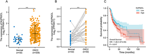 Figure 1 (A) NUP62CL mRNA expression in normal and OSCC tumor tissues. (B) NUP62CL mRNA expression in OSCC tumor tissues and their paired normal tissue. (C) Patients with high NUP62CL expression had a poor prognosis. ***P < 0.001.
