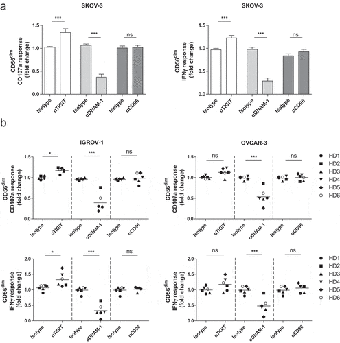 Figure 4. CD56dim NK cell degranulation toward OC cell lines is boosted by TIGIT blockade and inhibited by DNAM-1 blockade. (a) Healthy donor CD56dim NK cells fold change for CD107a and IFNγ after 4 h stimulation with SKOV-3 target cells, low dose rhIL-15, and TIGIT, DNAM-1 and/or CD96 blockade or matching isotype controls. Fold change in CD107a and IFNγ expression on CD56dim cells following antibody treatment is calculated relatively to the condition with low dose rhIL-15 and 4 h SKOV-3 stimulation only. Cumulative data are shown as mean+SEM (n = 6) (b) IGROV-1 and OVCAR-3 stimulation for 4 h in the presence of TIGIT and/or DNAM-1 blockade or matching isotype controls. Fold change in CD107a and IFNγ expression on CD56dim cells following antibody treatment is calculated relatively to the condition with low dose rhIL-15 and 4 h IGROV-1 or OVCAR-3 stimulation only −3 (n = 6 for IGROV-1 and n = 6 for OVCAR). A One-Way repeated measure ANOVA with Bonferroni correction was used for statistical analysis, * p < .05, ** p < .01 and *** p < .001