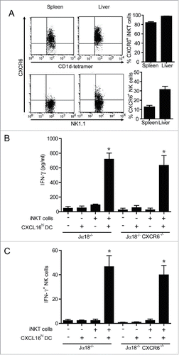 Figure 6. Expression and role of CXCR6 in NK cell transactivation. (A) Surface expression of CXCR6 was examined on NK cells (NK1.1+ TCRβ−) and iNKT cells (CD1d-tetramer+ TCRβ+) isolated from spleen and liver using a chimeric CXCL16-Fc construct (n = 4 per group). (B and C) Expanded iNKT cells (CD1d tetramer+ TCRβ+) from wild-type donor mice were adoptively transferred (i.v. 1 × 107) into recipient Jα18−/− or Jα18−/− CXCR6−/− mice. Twenty-four hours later, control and iNKT cell-reconstituted mice were stimulated with α-GalCer-loaded CXCL16hi BMDCs or unloaded control DCs (i.v. 2 × 105). (B) Serum cytokine levels and (C) NK cell intracellular IFNγ staining were examined 18 h following stimulation (n = 3 per group). *p < 0.05 compared to no DC stimulation.