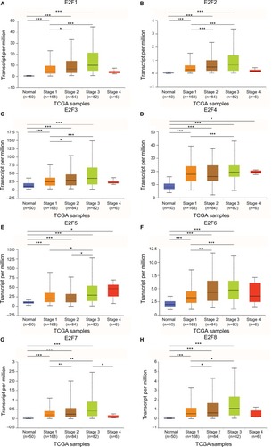 Figure 3 The relationship between E2F mRNA expression and individual HCC cancer stages from TCGA database.Notes: Expression panels for E2F1 (A), E2F2 (B), E2F3 (C), E2F4 (D), E2F5 (E), E2F6 (F), E2F7 (G), and E2F8 (H) based on individual HCC cancer stages comparing 50 normal individuals and data for 371 HCC patients in TCGA database. Individual cancer stages include liver cancer from stage 1 to stage 4; *P<0.05; **P<0.01; ***P<0.001.Abbreviations: HCC, hepatocellular carcinoma; TCGA, The Cancer Genome Atlas.