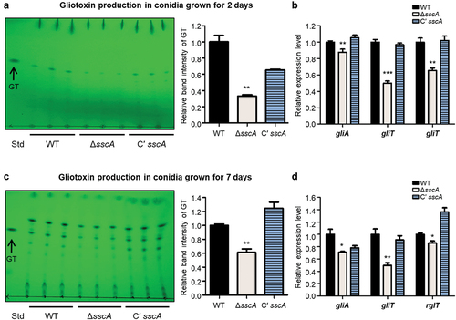 Figure 6. Functions of SscA in gliotoxin (GT) production. (a) TLC of gliotoxin from the 2-day-grown conidia of WT, ΔsscA, and Cʹ sscA strains. The right bar plot indicates the relative band intensity of gliotoxin shown in TLC plate; error bars indicate the standard error of the mean in three biological replicates (**p < 0.01). (b) The relative mRNA expression levels of gliotoxin biosynthetic genes (gliA, gliT, and rglT) in WT, ΔsscA and Cʹ sscA conidia grown for 2 days (***p < 0.001, **p < 0.01). (c) TLC of gliotoxin from the 7-day-grown conidia of WT, ΔsscA, and Cʹ sscA strains. The right bar plot indicates the relative band intensity of gliotoxin shown in TLC plate; error bars indicate the standard error of the mean in three biological replicates (**p < 0.01). (d) The relative mRNA expression levels of gliotoxin biosynthetic genes (gliA, gliT, and rglT) in WT, ΔsscA, and Cʹ sscA conidia grown for 7 days (**p < 0.01, *p < 0.05).