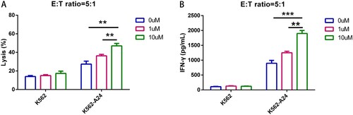 Figure 5. LEN enhances the effectiveness of WT1 CAR-T Cells in a Dose-dependent manner. (A) WT1 CAR T cells treated with different concentrations of lenalidomide were co-cultured with K562 and K562-A24 at a E:T ratio of 5 to 1 for 24 h. Supernatants were collected to detect cytotoxic activity (A) and cytokine production (B).