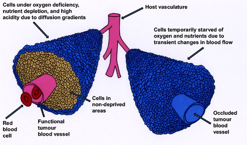 Figure 1. Schematic illustration of the interrelationship between tumour cells and their vascular supply. On the left, a functional tumour vessel is shown from which the tumour cells obtain their oxygen and nutrient supply. But, due to diffusion gradients from that vessel, areas develop that contain viable cells that are oxygen deficient, nutrient depleted and highly acidic. A similar arrangement is shown on the right, but here blood flow is transiently stopped and this results in cells being temporarily starved of oxygen and nutrients. Modified from Horsman et al. [Citation12].