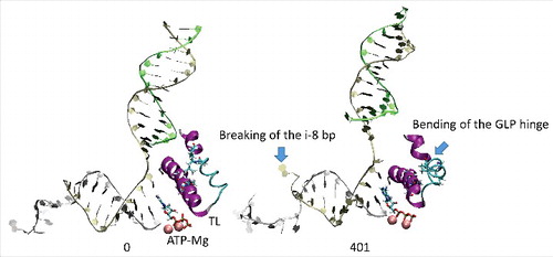 Figure 2. We posit that trigger loop overtightening and the associated conformational change in RNAP result in breaking of the i−8 RNA–DNA bp, which is a prerequisite for forward translocation.