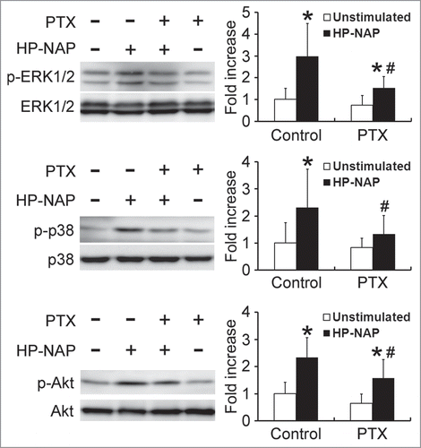 Figure 9. Inhibition of HP-NAP-induced activation of ERK1/2, p38 MAPK, and Akt in HMC-1 cells by the treatment with PTX. Serum-starved HMC-1 cells were not pretreated (control) or pretreated with 100 ng/mL PTX at 37°C for 16 h and then left unstimulated or stimulated with 1 μM HP-NAP at 37°C for 30 min. Cells were lysed and whole cell lysates were subjected to immunoblotting for phospho-ERK1/2, ERK, phospho-p38, p38, phospho-Akt, and Akt. The quantitative results were expressed in fold increase by defining the amounts of the phosphorylated proteins in cells without any treatment as 1 and represented as the mean ± SD of at least 5 independent experiments. *P < 0.05 as compared with unstimulated cells in each group; #P < 0.05 as compared with HP-NAP-stimulated control cells.