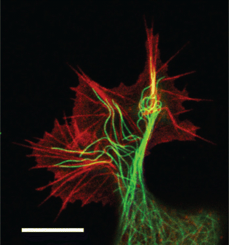 Figure 37. Emerging neurite of an NG-108 15 neuronal cell with overlapping growth cones. Actin networks and bundles (red) form the lamellipodium and filopodia of the cone, respectively. MTs (green) are bundled in the neurite shaft and explore the periphery of the growth cone, most likely to target adhesion sites. Confocal laser scanning image, scale bar: 10 μm.