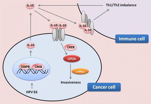 Figure 1. Role of interleukin-10 in the progression of human papillomavirus-associated lung cancer. The secretion of interleukin-10 (IL-10) by immune and malignant cells, as induced by the E6 protein of human papillomavirus (HPV) type 16 or 18, might contribute to tumor progression by upregulating cancerous inhibitor of protein phosphatase 2A (CIP2A) and MYC. HPV-infected lung cancer cells that express E6 manifest indeed the activating phosphorylation of cAMP responsive element binding protein 1 (CREB1) and CCAAT/enhancer binding protein β (C/EBPβ), which stimulate the production of IL-10 at the transcriptional level. IL-10 secreted by malignant cells stimulates an autocrine loop relying on the IL-10 receptor (IL-10R). In addition, by binding to IL-10R expressed by immune cells, IL-10 may imbalance TH1 vs. TH2 tumor-specific immune responses. Cumulatively, these effects favor tumor progression.