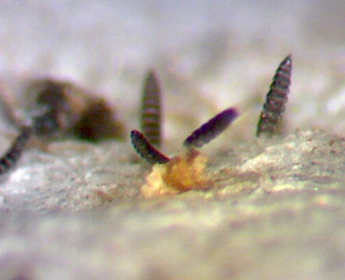 Figure 4. (Colour online) Freshly deposited first instar larvae on T. setipennis on egg carton.