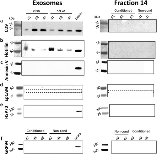 Figure 3. Western blot analysis. Western blot was performed on cExo and ncExo samples, both from exosome-fractions (fractions 7–9) and from a non-exosome-fraction (fraction 14). Normal human keratinocyte lysate was used as control. (a) CD9 was positive in all exosome-samples and in the lysate, but negative in the non-exosome-fraction. (b) Flotillin was positive in all exosome-fractions and lysate, but with varying signal strength, and no signal was detected in the non-exosome-fraction. (c) Annexin V was negative in all fractions, but positive in the lysate. (d) EpCAM was negative in all samples (expected at 40 kDa, dotted box). (e) HSP70, heat shock protein 70, was negative in all samples except for cell lysate control. (f) GRP94, an endoplasmic reticulum protein that commonly contaminates vesicle isolates, was also negative in all samples except for cell lysate control. d3, d4 and d5 refer to donors 3, 4 and 5.