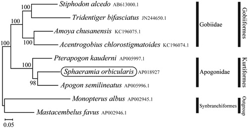 Figure 1. Phylogenetic position of Sphaeramia orbicularis based on a comparison with the complete mitochondrial genome sequences of 8 species. The analysis was performed using MEGA 7.0 software. The accession number for each species is indicated after the scientific name.