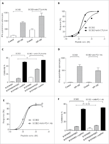 Figure 6. T cell responses induced by combining SCIB2 with checkpoint inhibitors. Mice were immunized with SCIB2 in combination with the anti-CTLA-4 Ab (A–C) or anti-PD-1 Ab (D–F). (A, D) Frequency of Immune responses against 10 µg/ mL NY-ESO-1 157–165 peptide and (B, E) avidity by titration of NY-ESO-1 157–165 peptide were measured by IFNγ Elispot assay. (C, F) After 6 d in vitro stimulation with NY-ESO-1 157–165 peptide, CD8+ T cells were assessed for the ability to kill B16/HHDII/NY-ESO-I target cells by 51Cr-release cytotoxicity assay. Data are shown at an effector to target ratio of 50:1. **p < 0.01. Data are presented as mean and SD. Data are representative of at least two experiments in which n ≥ 3.