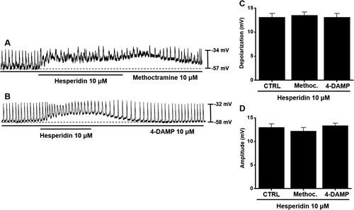 Figure 2. Effects of muscarinic receptor antagonists on hesperidin-induced pacemaker potential depolarization in ICC. (A) In presence of methoctramine, hesperidin depolarized pacemaker potentials of ICC. (B) With 4-DAMP, hesperidin depolarized pacemaker potentials of ICC. (C and D) Summaries of pacemaker potential depolarization and amplitude changes due to hesperidin with muscarinic receptor antagonists. Bars indicate mean values ± SEs. **P < 0.01. CTRL: Control. Methoc.: Methoctramine.