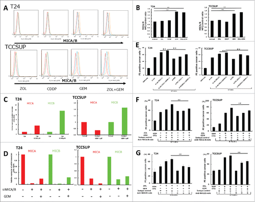 Figure 4. Changes of MICA/B expression in UBC cells following treatment with gemcitabine and in vitro cytotoxicity assay in MICA/B-knockdown UBC cells. (A) MICA/B expression in T24 and TCCSUP cells before and after ZOL, cisplatin, gemcitabine, and both ZOL and gemcitabine treatment. All agents were used at a concentration of 5 μM for 24 h. MICA/B expression was examined by FACS. A representative histogram is shown. Red histogram: background control; blue: no treatment; orange: agent treatment. (B) Median fluorescence intensity (MFI) of MICA/B expression in each agent-treated sample was quantified and normalized to that of the untreated control sample. Data represent the mean ± SD of triplicate wells. (C) T24 and TCCSUP cells were treated with 5 μM gemcitabine for 24 h. MICA and MICB mRNA transcripts were examined by quantitative RT-PCR. (D) Effects of MICA/B small interfering RNA (siMICA/B). (E) In vitro cytotoxicity assay was performed on MICA/B-knockdown UBC cells. (F) In vitro cytotoxicity assay was performed on UBC cells in the presence of anti-MICA/B blocking mAb or isotype control. (G) In vitro cytotoxicity assay was performed on UBC cells in the presence of anti-NKG2D blocking mAb or isotype control. Data represent the mean ± SD of triplicate wells. Statistical significance is displayed as ** for P < 0.01.