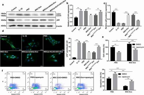 Figure 2. MSC-Exo-mediated KLF3-AS1 represses apoptosis of IL-1β-treated chondrocytes by repressing autophagy. MSCs were transfected with si-KLF3-AS1 or Scramble, and exosomes were extracted from the modified MSCs. Chondrocytes were treated with IL-1β combined with PBS, MSC-Exo, MSCScramble-Exo or MSCsi-KLF3-AS1-Exo. Normal chondrocytes served as control. (a) WB analysis of LC3-I, LC3-II and p62 expressions in the chondrocytes. (b) The ratio of LC3-II/LC3-I in the chondrocytes. IL-1β vs. Control: P < 0.0001; MSC-Exo vs. PBS: P = 0.0016; MSCsi-KLF3-AS1-Exo vs. MSCScramble-Exo: P = 0.0068. (c) The expression of p62 in the chondrocytes. IL-1β vs. Control: P < 0.0001; MSC-Exo vs. PBS: P < 0.0001; MSCsi-KLF3-AS1-Exo vs. MSCScramble-Exo: P < 0.0001. (d) GFP-LC3 fluorescence was used to observe the autophagy of chondrocytes. IL-1β vs. Control: P < 0.0001; MSC-Exo vs. PBS: P < 0.0001; MSCsi-KLF3-AS1-Exo vs. MSCScramble-Exo: P = 0.0004. Chondrocytes were treated with IL-1β combined with PBS or MSC-Exo, and then treated with rapamycin or DMSO. (e) Cell viability of chondrocytes was detected by performing CCK-8 assay. Rapamycin + PBS vs. DMSO + PBS: P = 0.0012; Rapamycin + MSC-Exo vs. DMSO + MSC-Exo: P = 0.0005; DMSO + MSC-Exo vs. DMSO + PBS: P = 0.0144; Rapamycin + MSC-Exo vs. Rapamycin + PBS: P = 0.0391. (f) Apoptosis of chondrocytes was examined by performing flow cytometry. Rapamycin + PBS vs. DMSO + PBS: P = 0.0018; Rapamycin + MSC-Exo vs. DMSO + MSC-Exo: P = 0.0013; DMSO + MSC-Exo vs. DMSO + PBS: P < 0.0001; Rapamycin + MSC-Exo vs. Rapamycin + PBS: P < 0.0001.