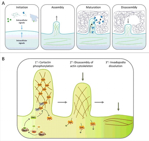 Figure 2. Steps of invadopodia formation. A. The invadopodia lifecycle can be divided in four steps: Initiation, assembly, maturation and disassembly. Cells begin to form invadopodia in response to activating signals transmitted by growth factor or matrix receptors, MMP activity, heterotypic cell interaction, EMT or oncogenic transformation. These signals activate different signaling pathways that induce branched actin polymerization and formation of a cellular protrusion. Once invadopodia are mature, different proteases are secreted, allowing degradation of the surrounding matrix. The final step consists in the dissolution of the invadopodia, which includes branched actin disassembly. B. Role of Cortactin in invadopodia disassembly. Invadopodia dissolution is triggered by the activation of Rac1 by its GEF Trio; in turn Rac1 activates PAK1, which is recruited by p27 on Cortactin. Then, PAK1 phosphorylates Cortactin on S113, S150 and/or S282, which probably induces the release of Cortactin from branched F-actin, destabilizing the branched actin network which disassembles, allowing the return to a basal situation.