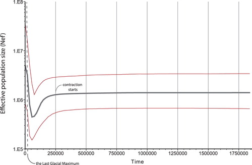 Figure 3. The Bayesian skyline plot for the subalpine warbler complex. Based on 2% mutation rate of the cyt-b gene of mtDNA, the Last Glacial Maximum line is located on the time axis.