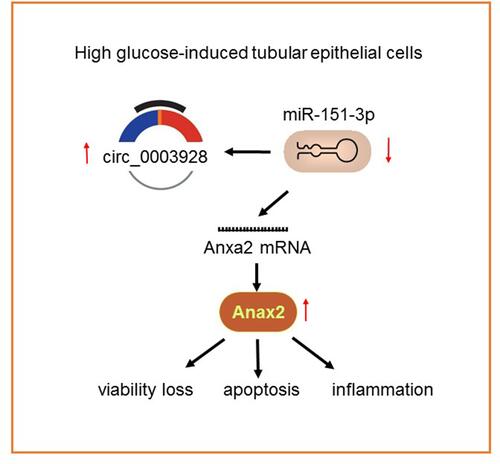 Figure 8 An illustration showing that high-glucose induced overexpression of has_circ_0003928 promoted cell viability loss, apoptosis and inflammation in HK-2 cells, possibly via regulating miR-151-3p/Anxa axis.