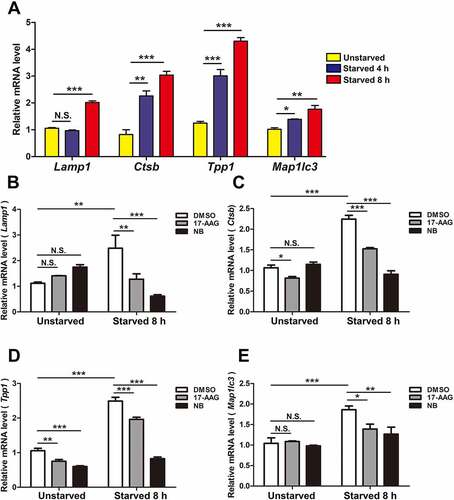 Figure 3. HSP90AA1 was required for starvation-induced expression of TFEB target genes. (A) Starvation induces the expression of TFEB target genes. SN4741 cells were starved for 4 or 8 h, and the mRNA levels of Lamp1, Ctsb, Tpp1 and Map1lc3 were quantified by qPCR. (B, C, D and E) Inhibition of TFEB reduces the expression of TFEB target genes. SN4741 cell were pre-treated with 5 μM 17-AAG or 500 μM NB for 0.5 h and then starved for 8 h. The mRNA levels were quantified by qPCR. The value of control sample without any treatment (starvation and inhibitor) was the calibrator and set as 1. All gene-specific mRNA expression values were normalized to Gapdh mRNA. All data are shown as mean ± SD; n = 3; *p < 0.05, **p < 0.01, ***p < 0.001, N.S., not significant compared with the indicated group.