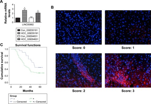 Figure 1 High expression of LINC00882 is correlated with poor overall survival of HCC patients.